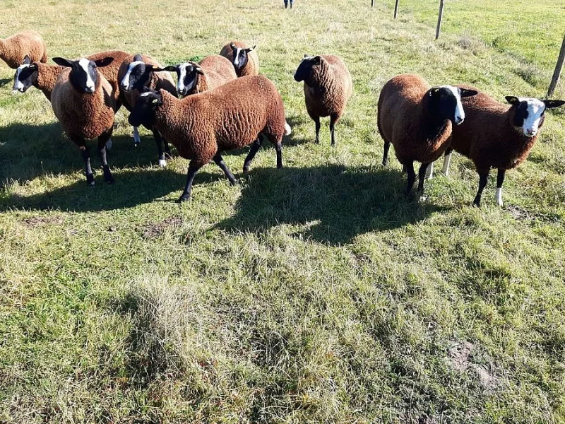 Prodám jehničky Zwartbles