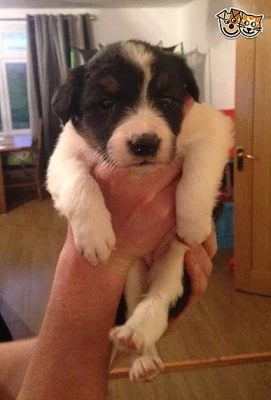 Potřebujete můj 12 týden starý hraniční kolík Rehomeing