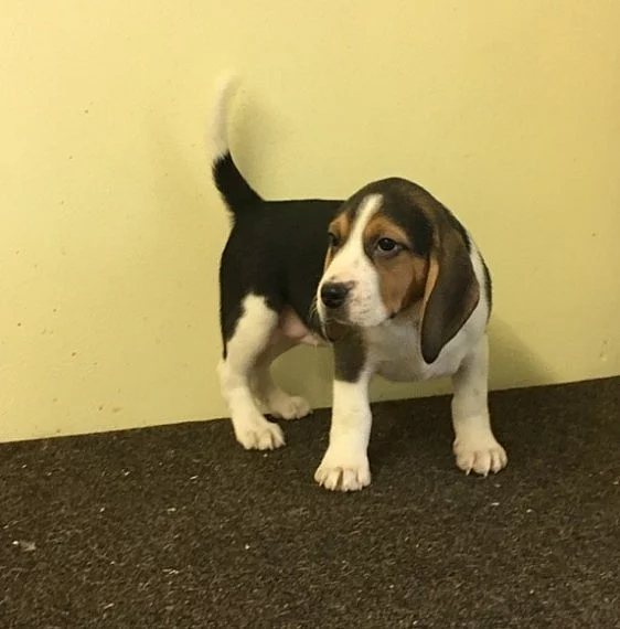 Kennel Club 5. generace Rodokmen Beagle Štěňata