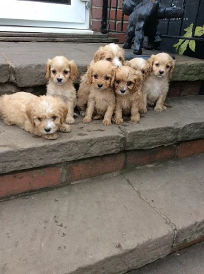 štěňata Cavapoo Pra Clear