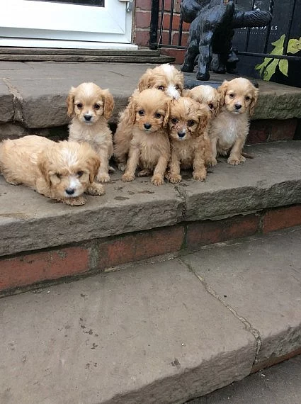 štěňata Cavapoo Pra Clear