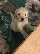 Goldendoodle Boys k dispozici