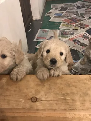 Goldendoodle Boys k dispozici