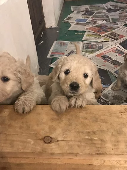 Goldendoodle Boys k dispozici