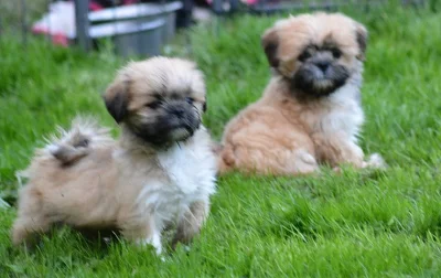 Lhasa-poo štěňata na prodej