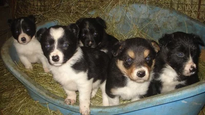 Border Colie štěnátka