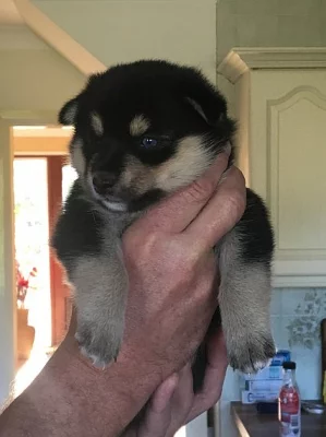 Pomsky Muž 4 Prodej