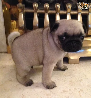 registrované Pug Puppys  