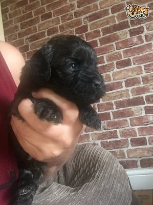 Shihpoo štěňata připraveni.