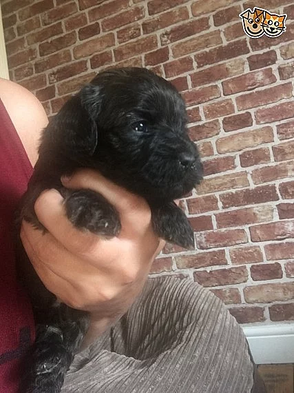 Shihpoo štěňata připraveni.