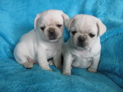 MOPS - bílý
