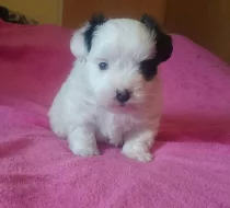 Coton de Tuléar s PP