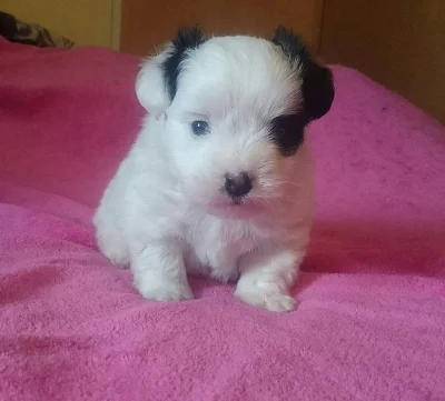 Coton de Tuléar s PP