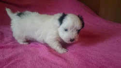 Coton de Tuléar s PP