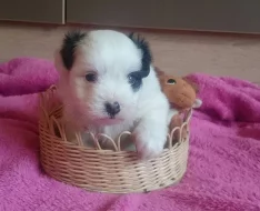 Coton de Tuléar s PP
