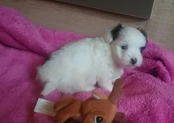 Coton de Tuléar s PP