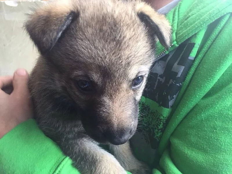 Československý vlčák - štěňata