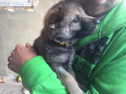 Československý vlčák - štěňata