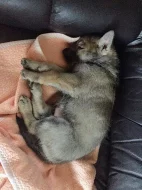 Československý vlčák - štěňata