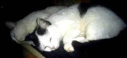 Daruji 2 roztomilé kočičky za odvoz