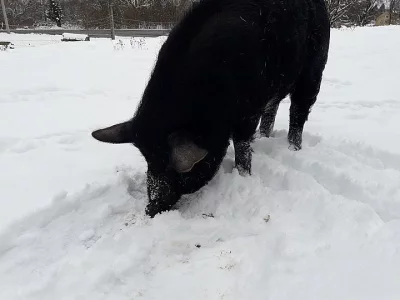Podám kance mangalice s divočákem