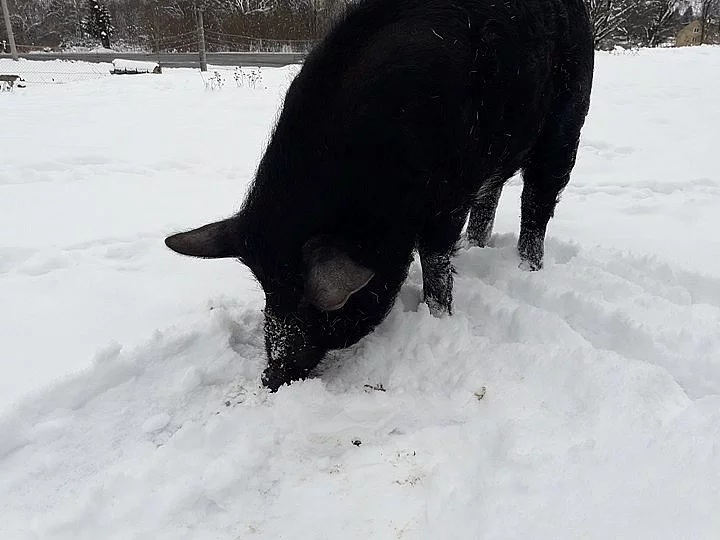 Podám kance mangalice s divočákem