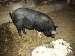 Podám kance mangalice s divočákem