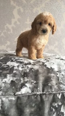 2 Blenheim Cockapoo štěňata připraven teď