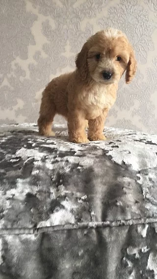 2 Blenheim Cockapoo štěňata připraven teď