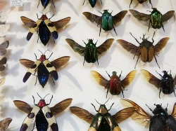 Entomologický výměnný den a výstava, 27.1.2018, OTROKOVICE