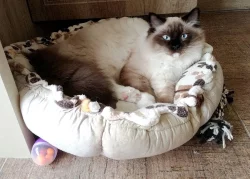 Koťatka Ragdoll s PP