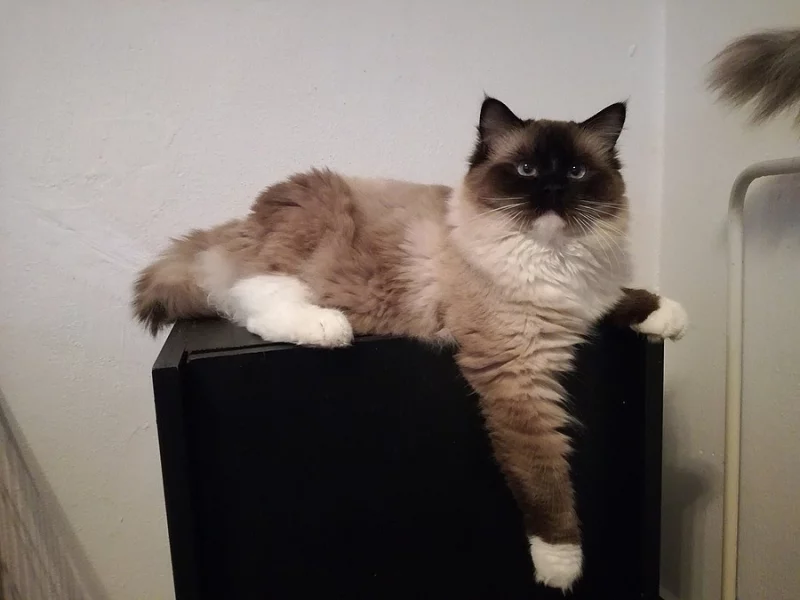 Koťatka Ragdoll s PP
