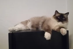 Koťatka Ragdoll s PP