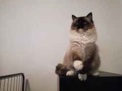Koťatka Ragdoll s PP