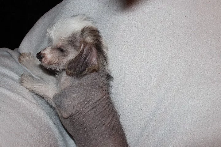 čínský chocholatý pes