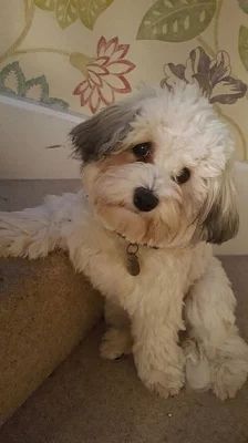 Havanese štěňata mužů a žen na prodej