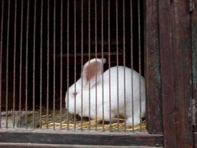 Králíci