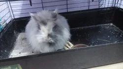 Teddy králíček - samička