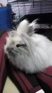 Teddy králíček - samička