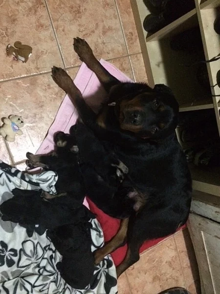 Prodáme labrador a rotvajler