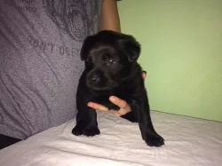 Prodáme labrador a rotvajler