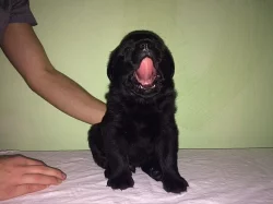 Prodáme labrador a rotvajler