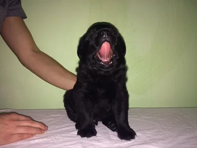 Prodáme labrador a rotvajler