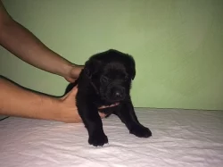 Prodáme labrador a rotvajler