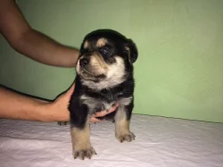 Prodáme labrador a rotvajler