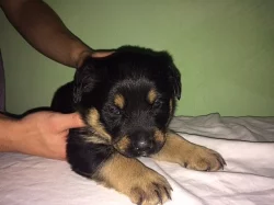 Prodáme labrador a rotvajler