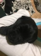 Prodáme labrador a rotvajler