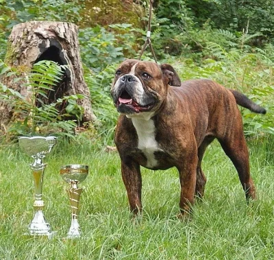Kontinentální buldok-Continental bulldog s PP FCI !