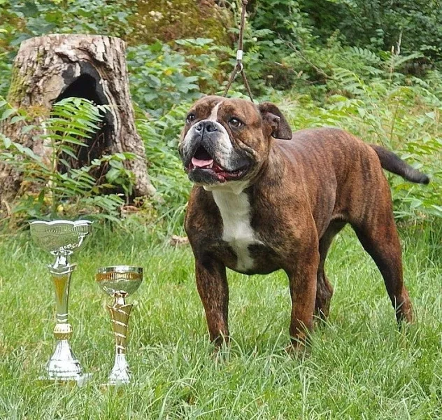 Kontinentální buldok-Continental bulldog s PP FCI !