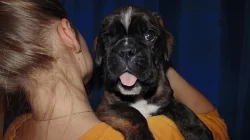 Prodáváme - Německý boxer s pp